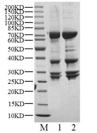 CDK18/Cyclin Y Protein