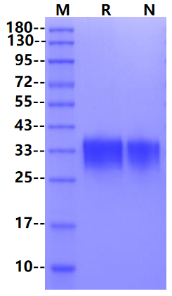 IFN-β Protein, Mouse