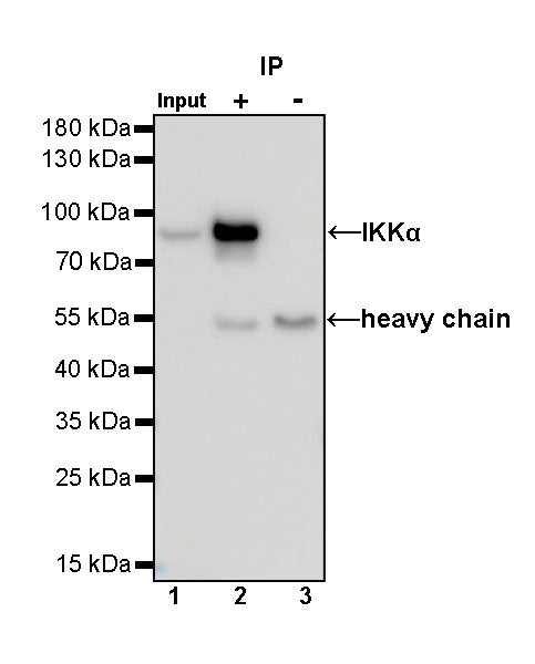 IKKα Rabbit polyclonal antibody