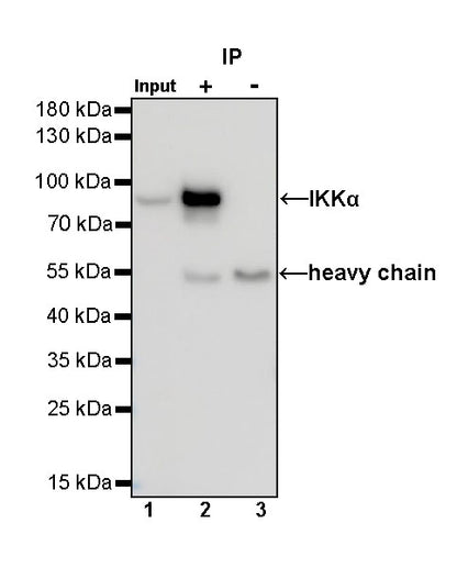 IKKα Rabbit polyclonal antibody