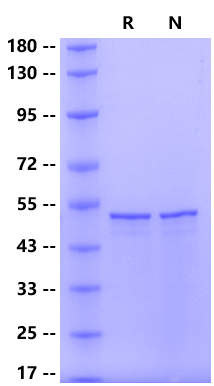Nucleocapsid His Tag Protein, SARS-CoV-2 (BA.4 /Omicron)