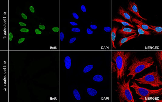 BrdU Recombinant Mouse mAb (FITC Conjugate) (S-R639)