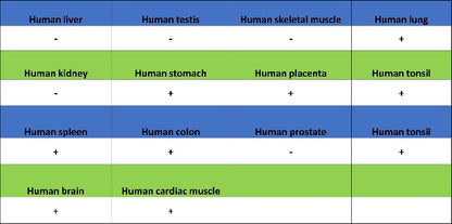 c-IAP2 Recombinant Rabbit mAb (S-3395)