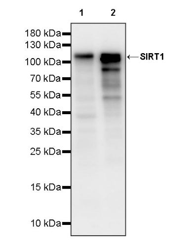 SIRT1 Recombinant Rabbit mAb (S-1886-15)