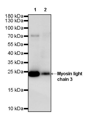 Myosin light chain 3 Recombinant Rabbit mAb (S-664-75)