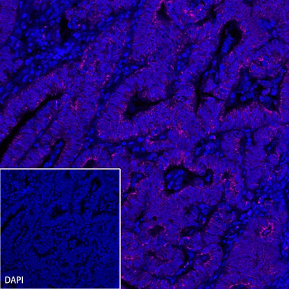 E-Cadherin Recombinant Rabbit mAb (Alexa Fluor® 647 Conjugate) (S-438-5)