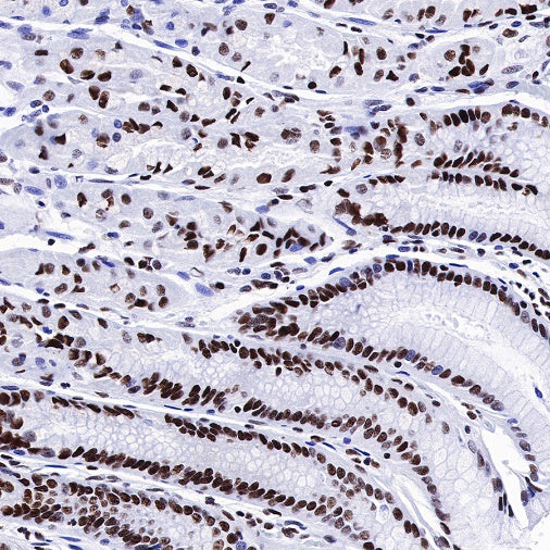 Nog1 Recombinant Rabbit mAb (S-R330)