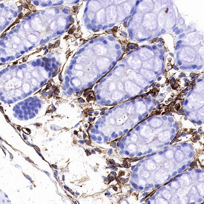 Vimentin Recombinant Rabbit mAb (SDT-029-120)