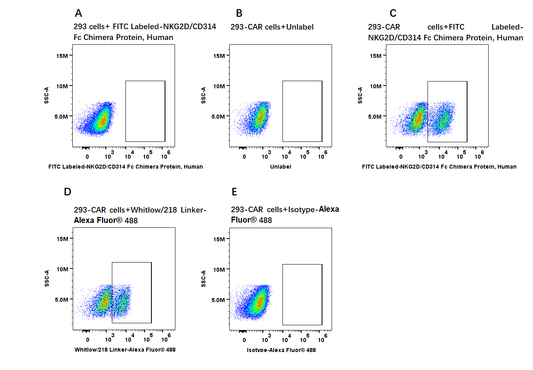 FITC-Labeled NKG2D/CD314 Fc Chimera Protein, Human