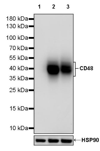 CD48 Recombinant Rabbit mAb (S-1515-9)