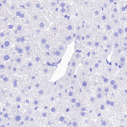 Mouse mAb IgG2a, κ Isotype Control (S-844-17)