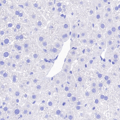 Mouse mAb IgG2a, κ Isotype Control (S-844-17)