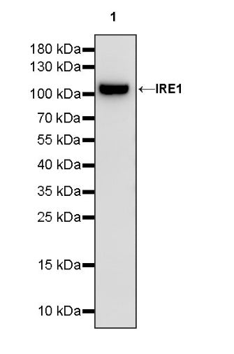 IRE1 Recombinant Rabbit mAb (S-1509-93)
