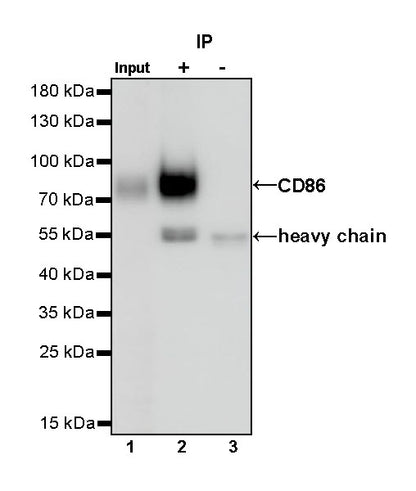 CD86 Recombinant Rabbit mAb (S-990-1)