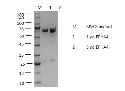 EPHA4 Protein
