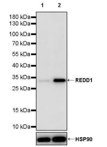 REDD1 Recombinant Rabbit mAb (S-2229-6)
