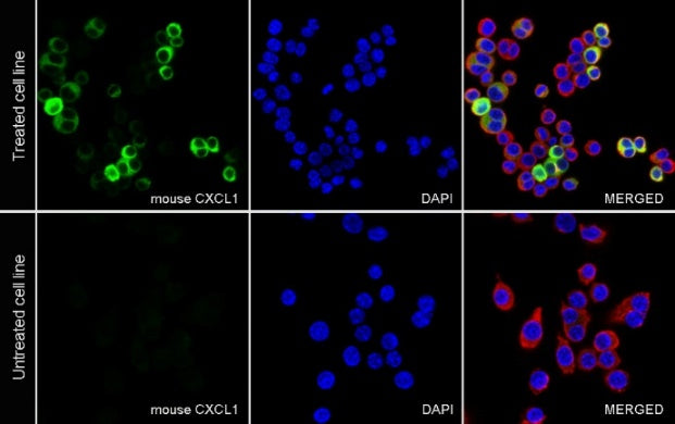 CXCL1 Recombinant Rabbit mAb (S-1856-35)
