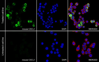 CXCL1 Recombinant Rabbit mAb (S-1856-35)