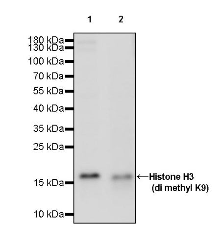 Histone H3 (di methyl K9) Recombinant Rabbit mAb (S-903-52)