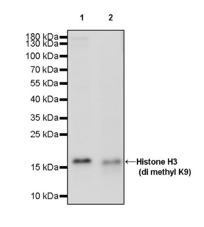 Histone H3 (di methyl K9) Recombinant Rabbit mAb (S-903-52)