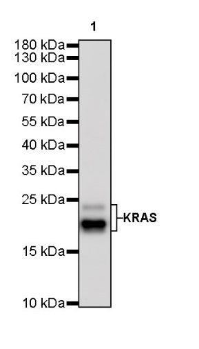 KRAS Recombinant Rabbit mAb (S-R291)