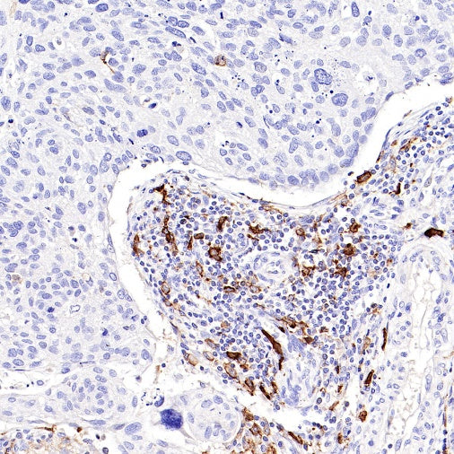 CD14 Mouse mAb (SDT-411-1)