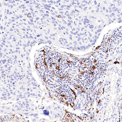 CD14 Mouse mAb (SDT-411-1)
