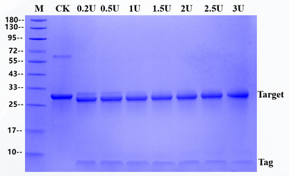 Recombinant Enterokinase (High specific activity)