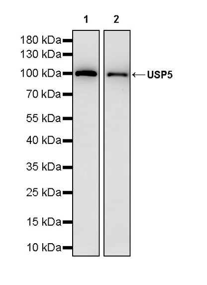 USP5 Rabbit Polyclonal Antibody