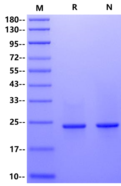 CNTF Protein, Mouse