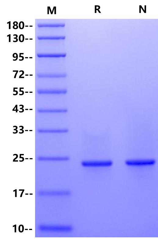 CNTF Protein, Mouse