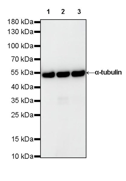 α-tubulin Mouse mAb (S-364-1)