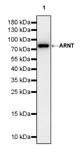 ARNT Recombinant Rabbit mAb (S-2263-43)