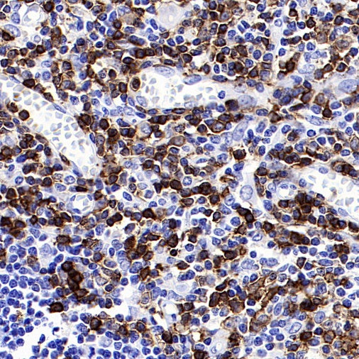 CD45RA Recombinant Mouse mAb (HI100)