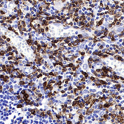 CD45RA Recombinant Mouse mAb (HI100)