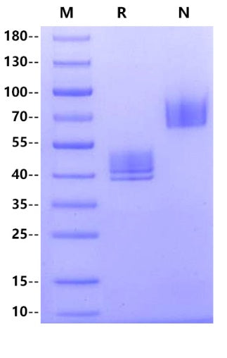 CD3 epsilon&CD3 delta, Fc Tag&Fc Tag Heterodimer Protein, Human