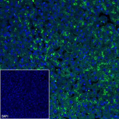 LPA Rabbit Polyclonal Antibody
