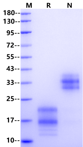 IL-17A Protein, Mouse