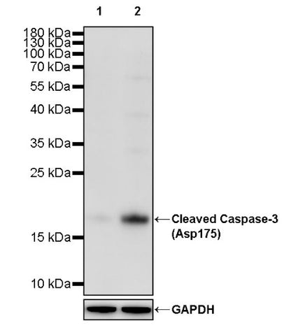 Cleaved Caspase-3 (Asp175) Recombinant Rabbit mAb (S-1406-409)