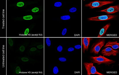 Histone H3 (acetyl K4) Recombinant Rabbit mAb (S-848-137)