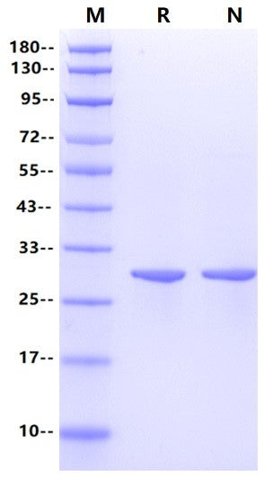 USP11 Protein