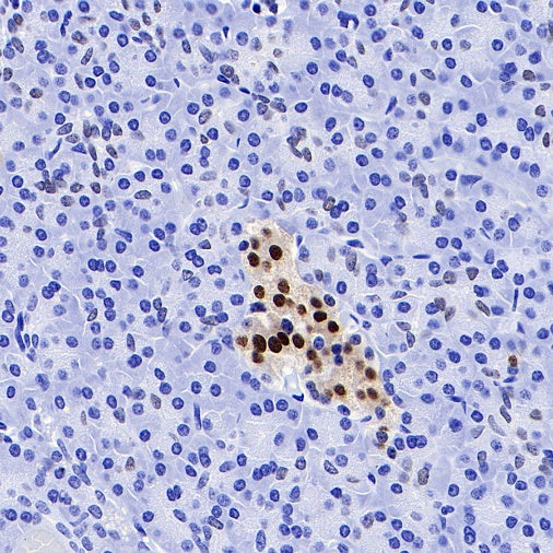 NKX6.1 Recombinant Rabbit mAb (S-260-31)