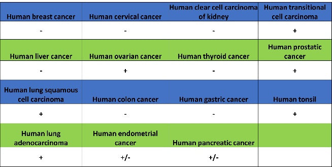 MeCP2 Recombinant Rabbit mAb (S-1884-28)