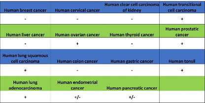 MeCP2 Recombinant Rabbit mAb (S-1884-28)