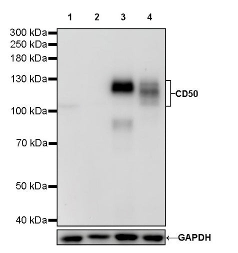 CD50 Recombinant Rabbit mAb (S-666-37)