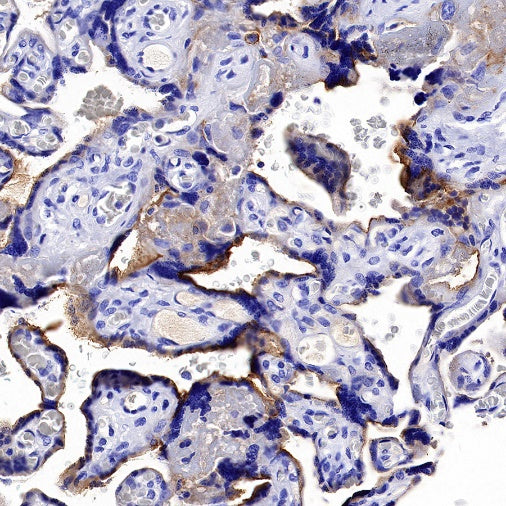 S-RMab® Nectin-4 Recombinant Rabbit mAb (SDT-277-314)