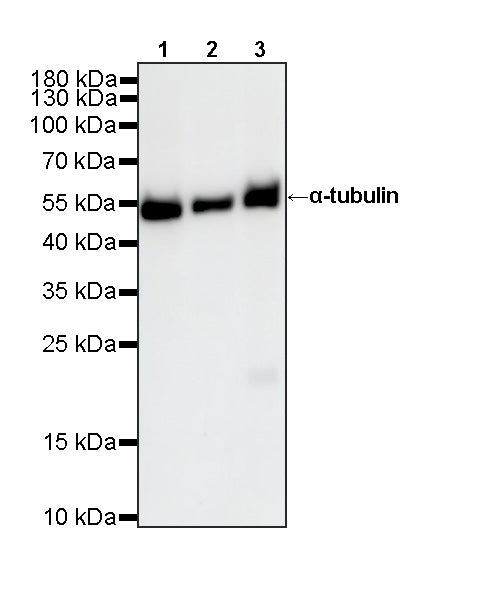 Anti-Biotin Recombinant Rabbit mAb (HRP Conjugate) (S-3083)