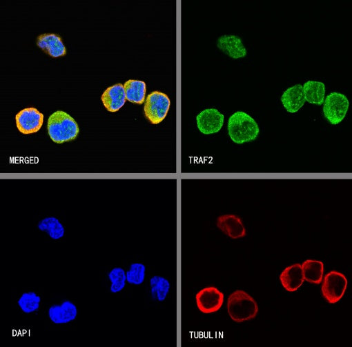 TRAF2 Rabbit Polyclonal Antibody