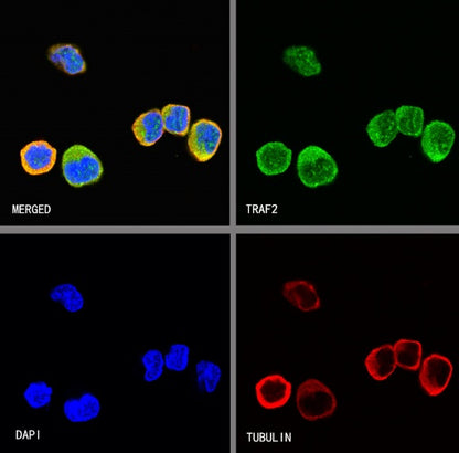 TRAF2 Rabbit Polyclonal Antibody
