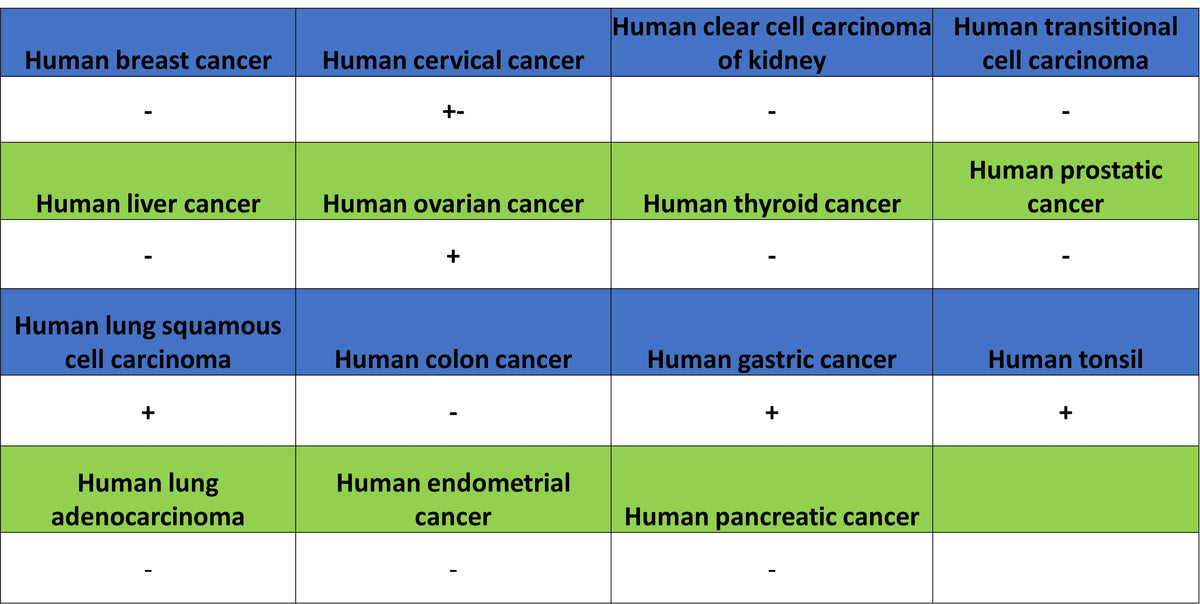 IMP3 Recombinant Rabbit mAb (S-6196)